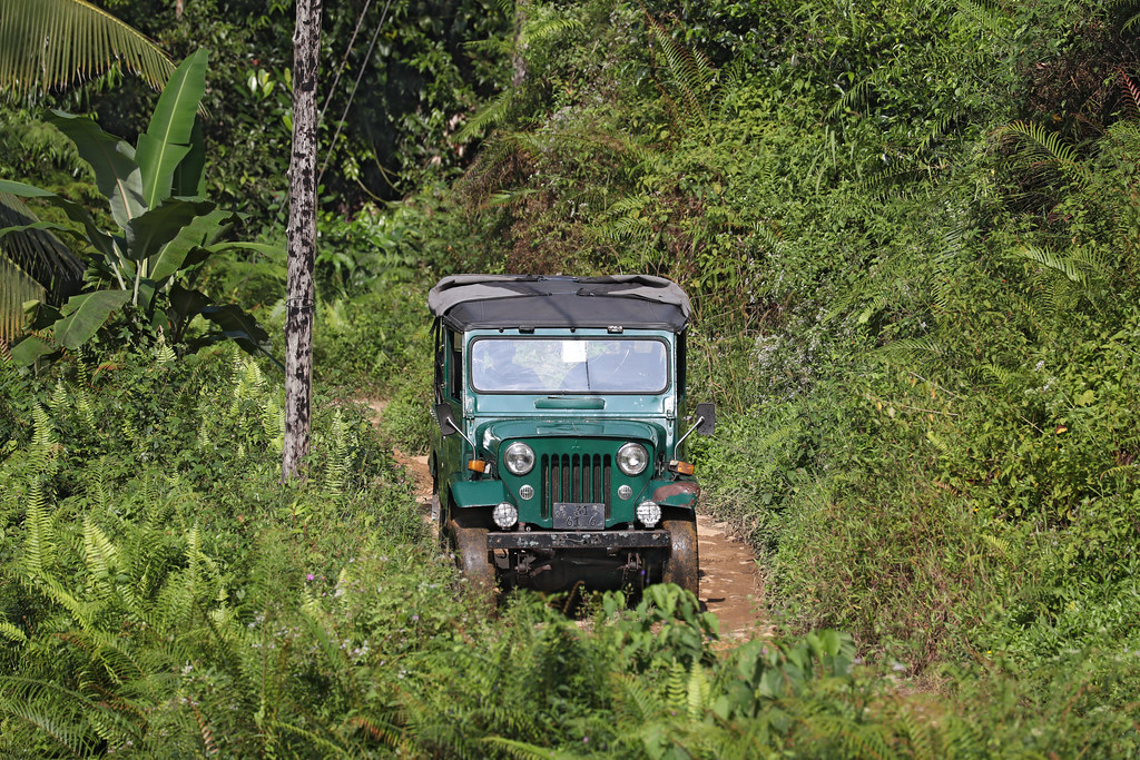 Chitwan wildlife